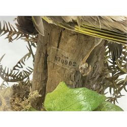 Taxidermy; Victorian European Sparrowhawk (Accipiter nisus), a full mount adult with pray,  perched upon a tree stump amidst a naturalistic setting, encased within a glass dome with an ebonised base, H55cm