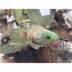 Taxidermy; large Victorian domed taxidermy diorama study of birds, with seventeen specimens including Ring Necked Parakeet, Blue Winged Warbler and Blackbird, the glass dome upon an ebonised wooden base, H77cm, W44cm