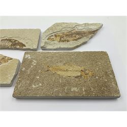 Four fossilised fish (Knightia alta) each in an individual matrix, age; Eocene period, location; Green River Formation, Wyoming, USA, largest matrix H8cm, L15cm