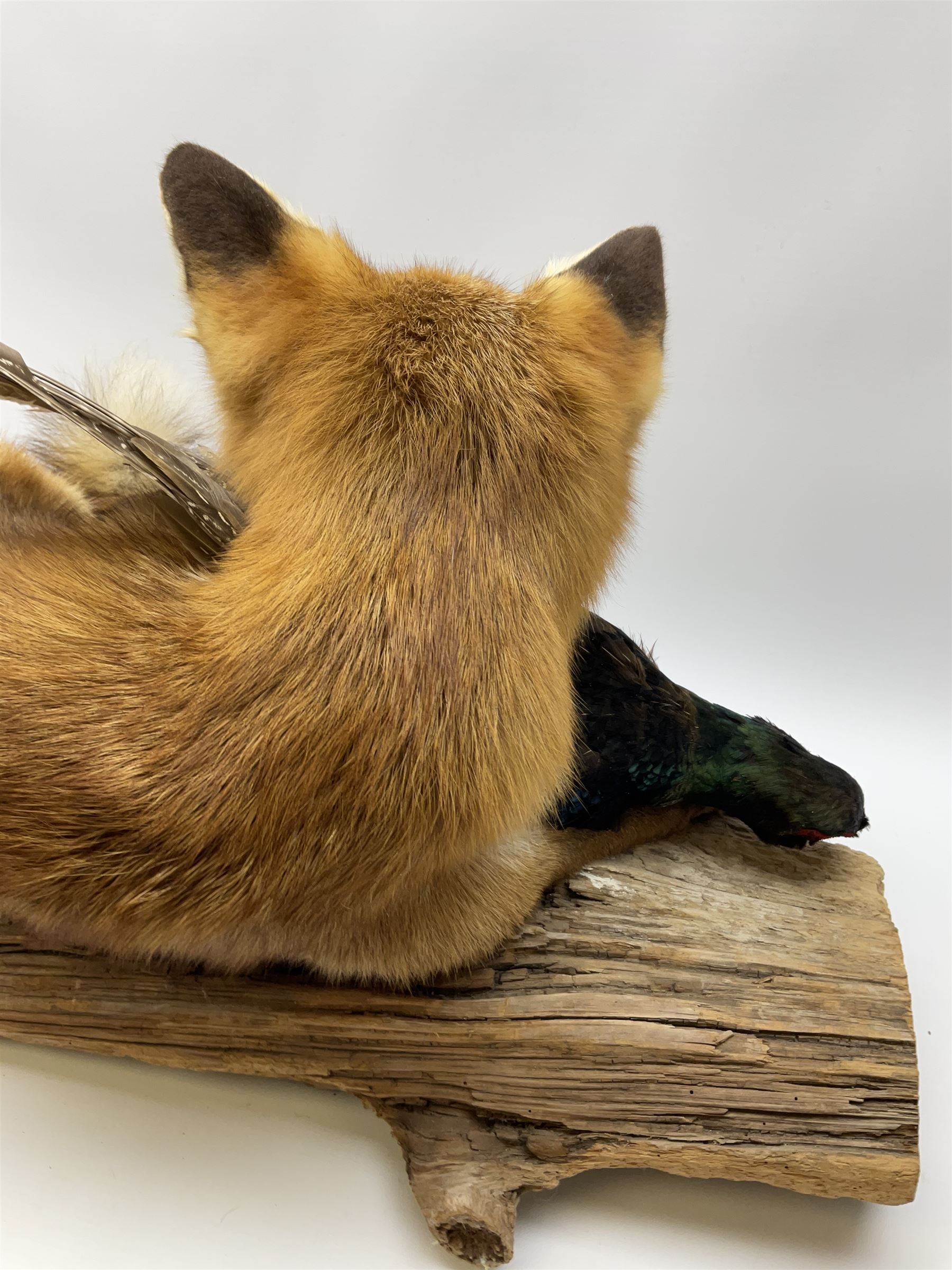 Taxidermy: Red Fox (Vulpes vulpes) with cock pheasant (Phasianus colchicus), open display upon tree mount detailed with moss, mount L64cm  