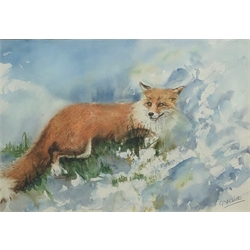 G F Overton (British 20th century): 'A Fox in the Snow', watercolour signed, titled on artist's Bridlington address label verso 55cm x 69cm