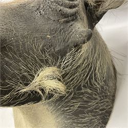 Taxidermy: A Common Warthog (Phacochoerus africanus), a large adult head mount looking straight ahead, D50cm