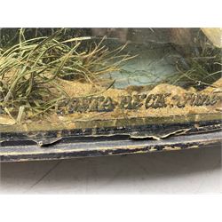 Taxidermy: Brown trout (Salmo trutta), skin mount set above a pebbled river bed with reeds and ferns, against blue painted back drop, enclosed within an ebonised bow-front display case, with 'Costa Beck June 8th 1920, Weight 3 3/4lbs',inscribed to the glass, H31cm, L62cm 