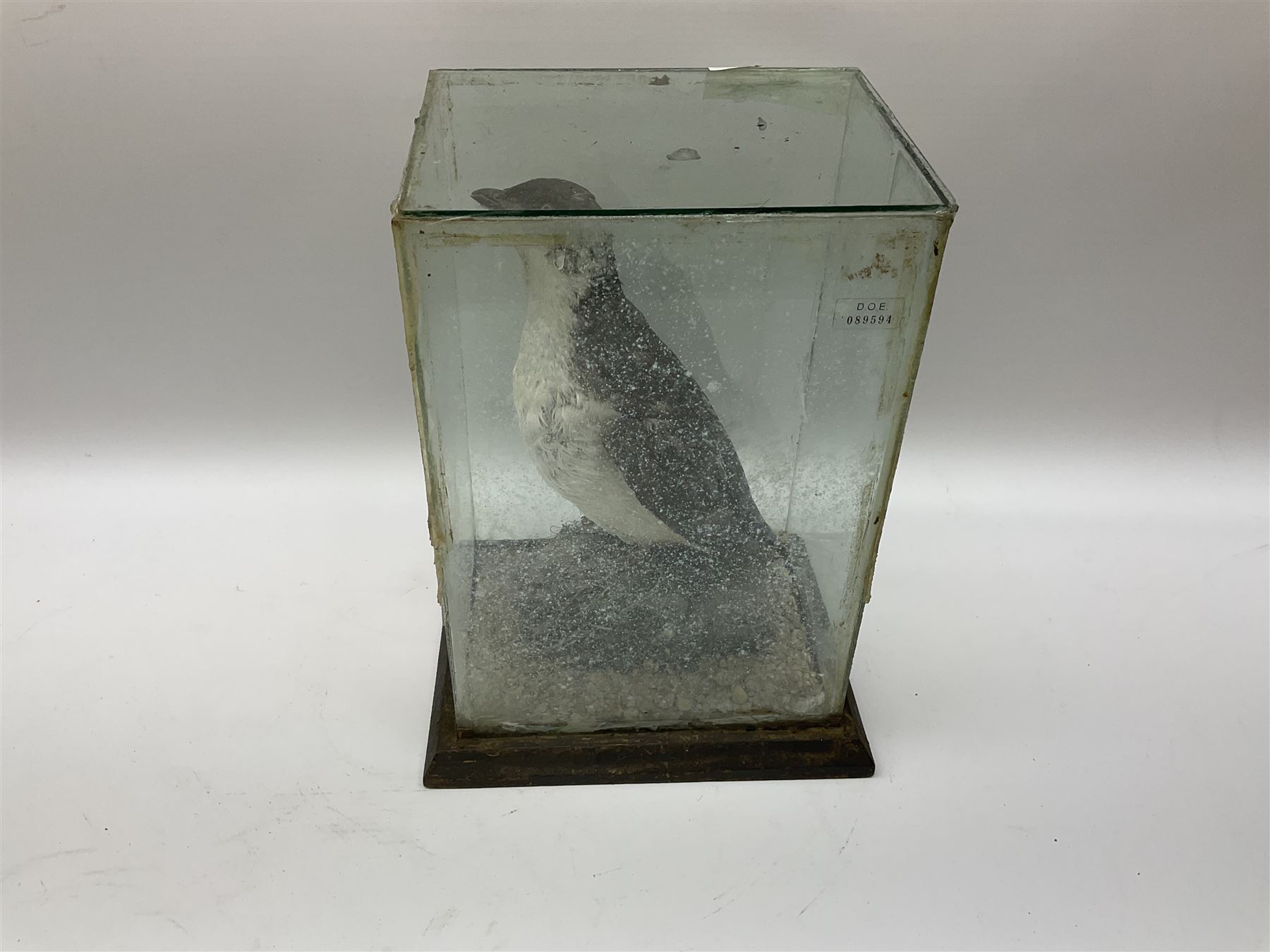 Taxidermy: Female green-winged teal duck (Anas carolinensis), on open display upon tree mount detailed with moss H15.5cm, together with gray partridge (Perdix perdix), on open display upon tree mount detailed with moss, H16cm and a cased young guillemot, standing on a naturalistic base, encased within a five pane display case, H27cm. 