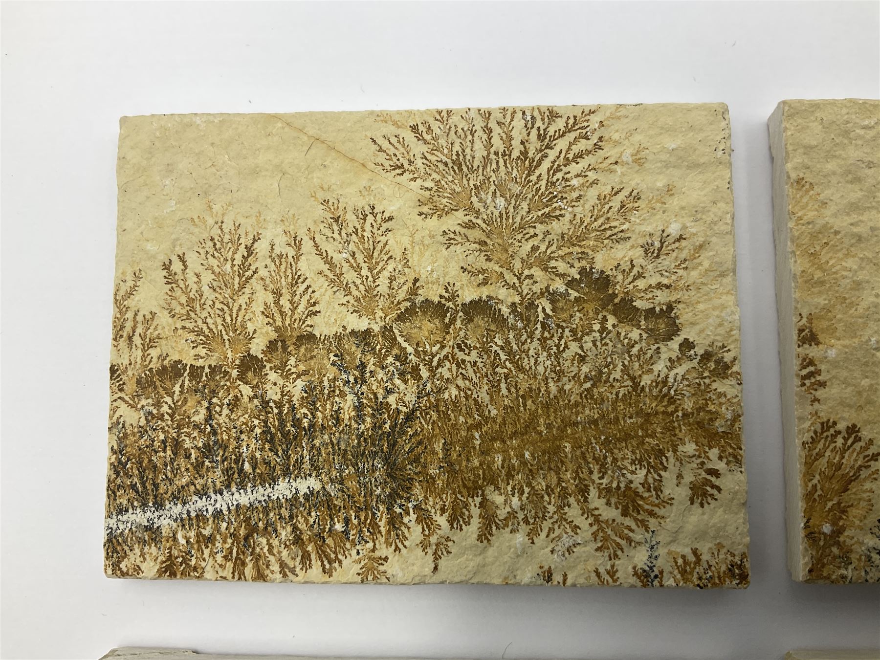 Six dendrite crystals each in an individual sandstone plaque, each plaque H6cm, L8cm