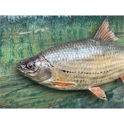 Taxidermy: Cased Rudd (Scardinius) adult mount set above a pebbled river bed, encased within a ebonised single pane display case, H30cm, L46cm