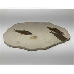 Four fossilised fish (Knightia alta) in a single matrix, age; Eocene period, location; Green River Formation, Wyoming, USA, matrix H25cm, L31cm
