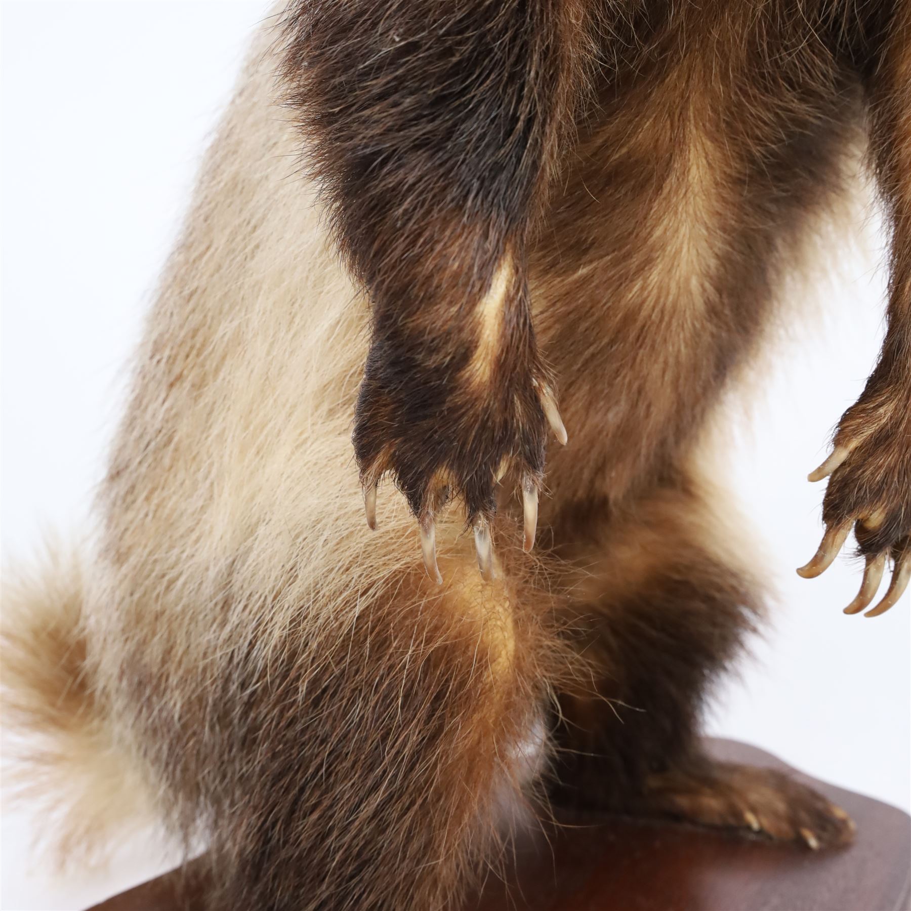Taxidermy; European Badger (Meles meles), full male adult mount on open display, stood upon hind legs, upon a wooden base,with taxidermist label beneath, Dave Hornbrook  H40cm