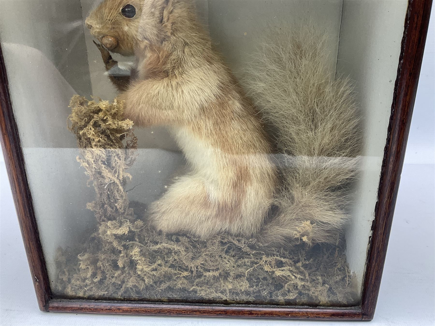 Taxidermy: Cased Red Squirrel (Sciurus vulgaris), mounted upon naturalistic ground works, set against a white backdrop, encased within a single panel display case, H28cm