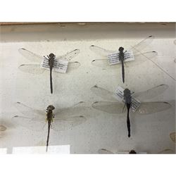 Entomology: Glazed entomology collector's drawer display of various Australian and African Locusts and Dragonflies, twenty-eight assorted specimens, collected from various regions of Australia and Africa, each with attached data labels, H42cm, L51cm