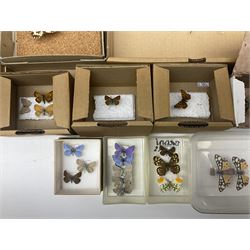 Entomology; large collection of pinned butterflies and moths, to include Cream-spotted Tiger moth, Adonis Blue butterfly, Orange tip butterfly, Swallowtail butterfly etc  
