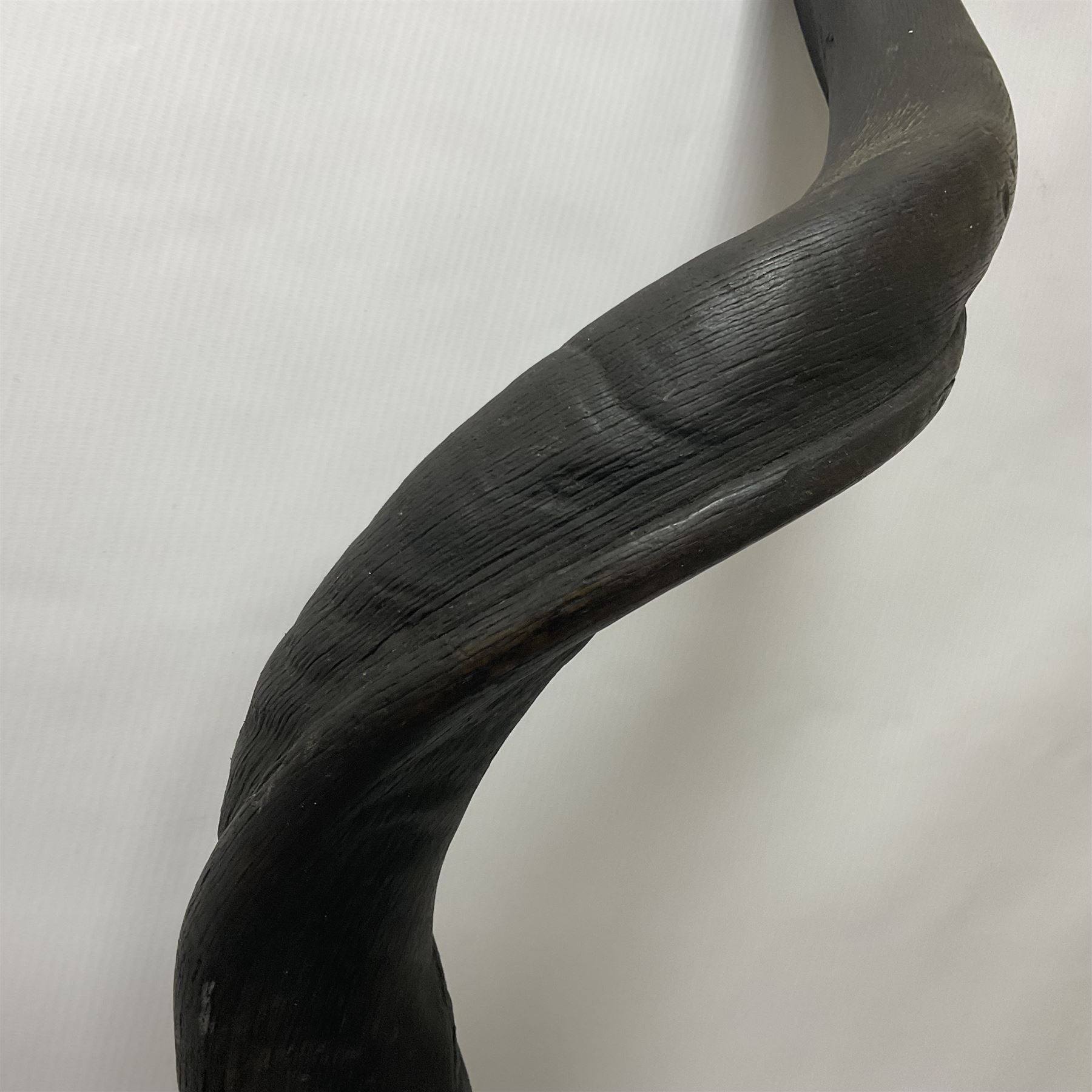 Antlers/Horns: Greater Kudu (Tragelaphus Strepsiceros), Pair of Kudu curved horns on partial skull, mounted on an oak shield, H120cm