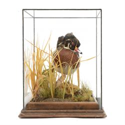 Taxidermy: Carolina Wood Duck (Aix sponsa), early 20th century, full drake mount, stood upon a tree stump covered mound with long grasses, within a glass case, H43cm 