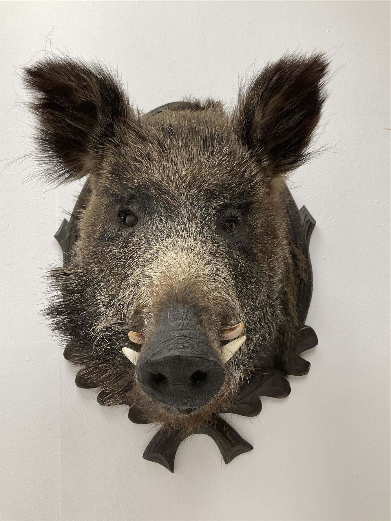 Taxidermy: European Wild Boar (Sus scrofa), adult male shoulder mount looking straight ahead upon an oak carved shield, approximately H67cm