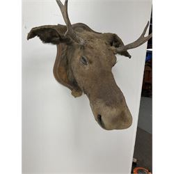 Taxidermy: European Moose (Alces alces), circa September 25th 1876, Norway, young adult male head mount looking straight ahead, mounted upon a wooden double shield, bearing copper shield 'Elk, Norway, A.H.P, Sept 25th 1876'', mount H54.5cm W42.5m, this moose is from the historical collection at Hodnet Hall in Shropshire, home of the Heber family for generations.