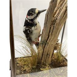 Taxidermy: Great spotted woodpecker (Dendrocopos major) a full mount on a tree stump in a naturalistic setting in a glass case, H41.5cm, W26.5