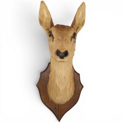 Taxidermy - Red Deer (Cervus elaphus), adult doe head mount facing forwards, on wooden shield, H77cm