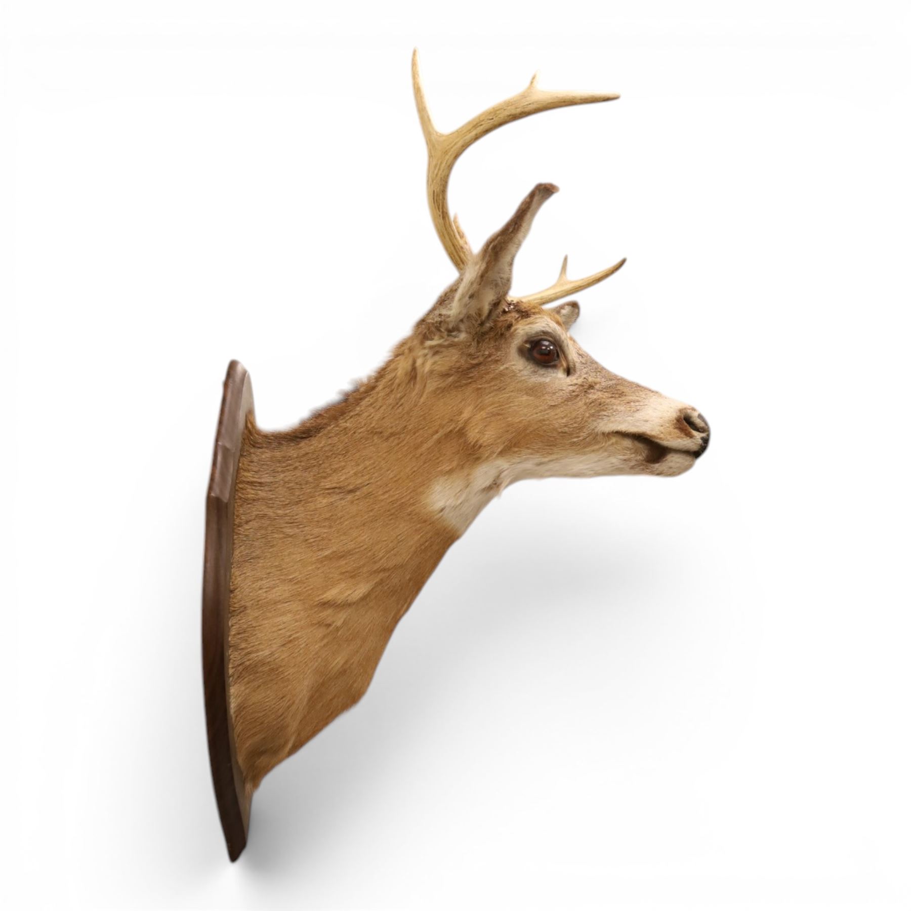 Taxidermy - White-tailed Deer (Odocoileus virginianus), adult male stag shoulder mount looking outward, eight-point antlers mounted on wooden shield, H86cm 