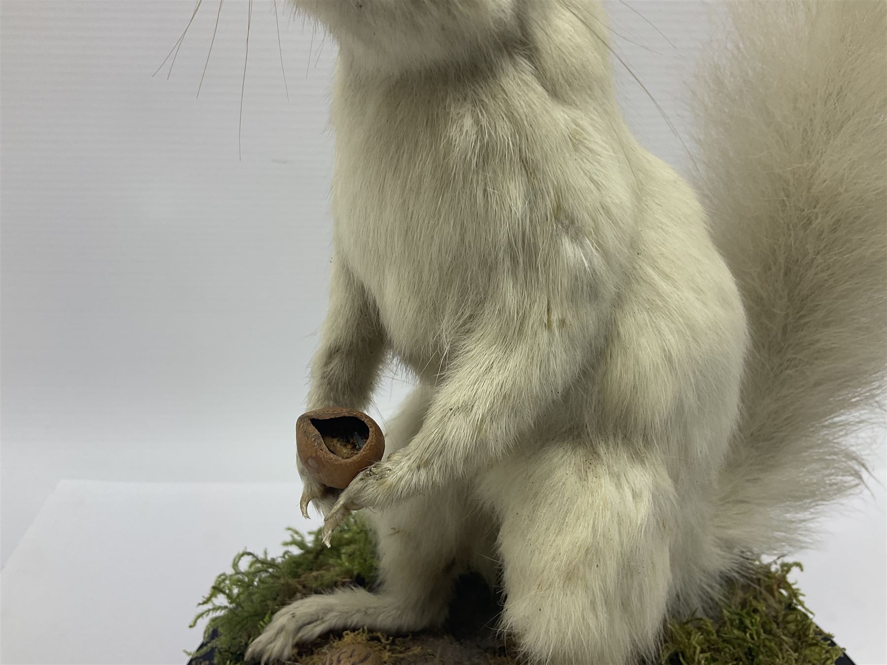Taxidermy: Victorian albino Squirrel (Sciurus vulgaris), full mount adult, holding a hazelnut, upon naturalistic ground, enclosed beneath later glass dome with ebonised base, H32cm