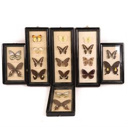 Entomology; group of eighteen framed butterfly specimens, including Papilio polytes polyte...
