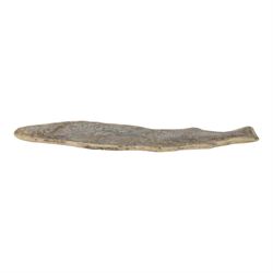 Fossilised fish specimen, Lepidotus Sp (Amazonian River Pike), age; Jarassic Period, locat...