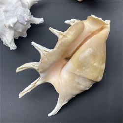 Conchology: selection of conch shells, to include horned examples, largest H17cm, L24cm