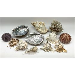 A collection of large shells, to include two large mother of pearl shells, two sea urchin shells, conch shell, Venus comb, piece of coral, etc. 