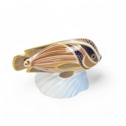 Three Royal Crown Derby Tropical Fish paperweights, comprising Angel Fish, Sweetlips and Gourami, all with gold stoppers and boxes
