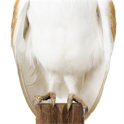 Taxidermy - European Brown Owl (Tyto alba), by Sarah Lancaster taxidermy, full adult mount with head turning to the left, perched atop a wooden stump, overall H57cm
With CITES Article 10 (non-transferable) licence no. 26GBA10ZJJFU2 - RTA