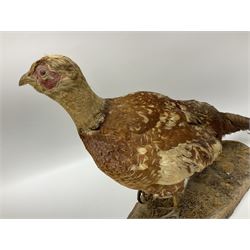 Taxidermy; Ring-necked Pheasant (Phasianus colchicus), adult female mount on open display, together with Pair of Hartebeest (Alcelaphus buselaphus) horns with upper skull, mounter upon a wooden shield, pheasant H40cm 