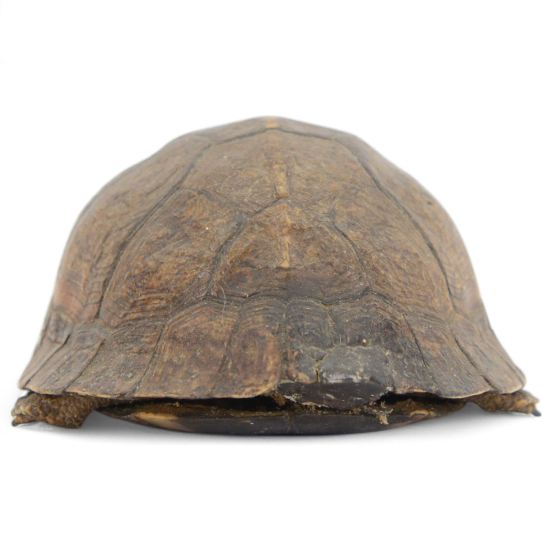 Taxidermy; Victorian novelty terrapin (Malaclemys terrapin) ashtray, together with another taxidermy terrapin, ashtray H8cm