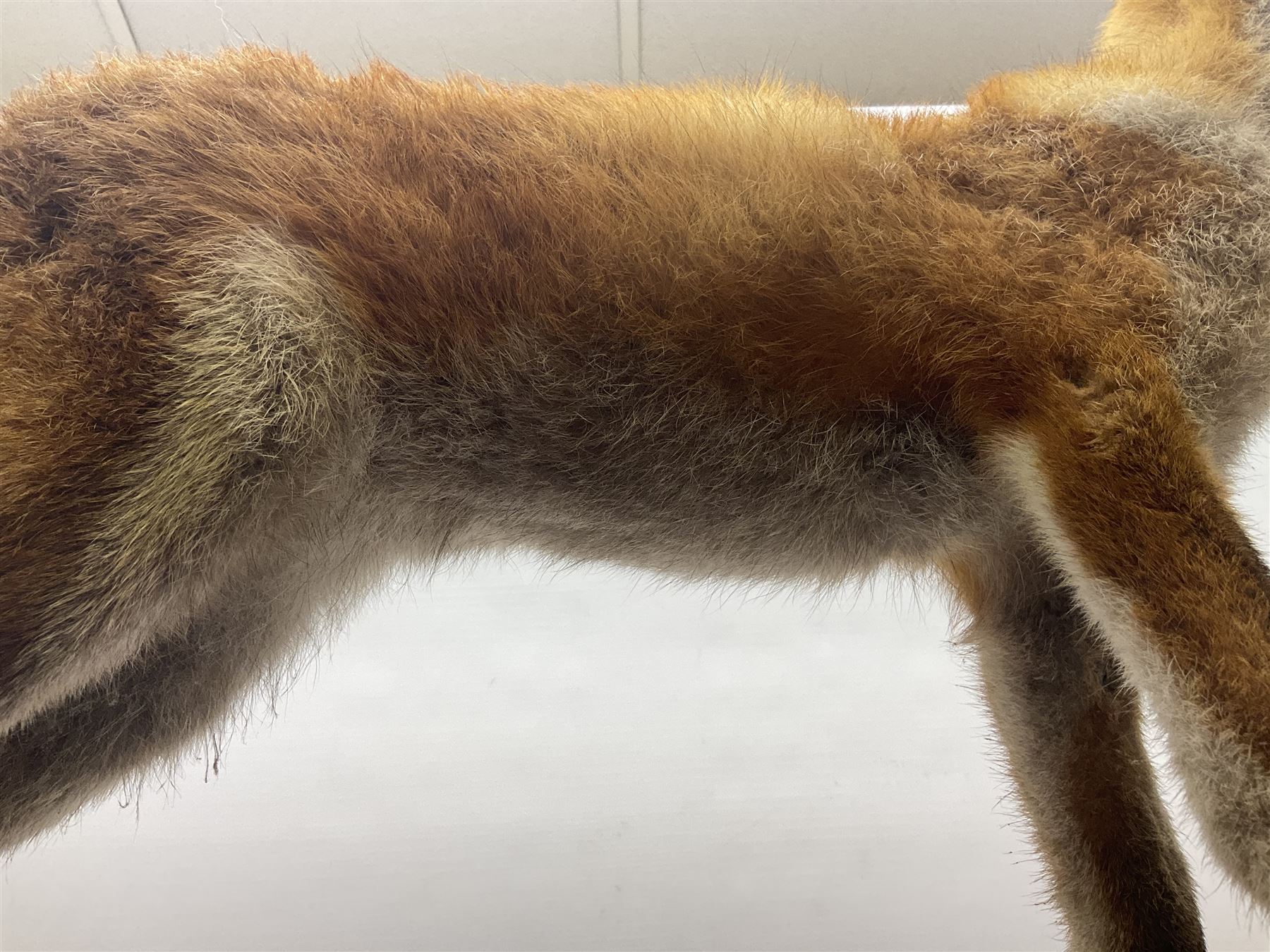 Taxidermy Red Fox Vulpes Vulpes Full Adult Mount Stood Upon A Dry 
