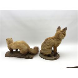 Taxidermy: Young Red Fox (Vulpes vulpes), in seated position mounted upon naturalistically detailed base, together with a stoat (Mustela erminea), mounted upon tree branch section. (2). 