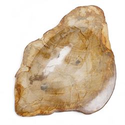 Petrified wood dish, three spiral fossil dishes and other similar examples, and a collection of shells