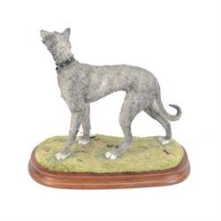 Limited edition Border Fine Arts B1053 Lurcher Grey, no. 106/500, by Margaret Turner, upon oval wooden plinth, H25cm