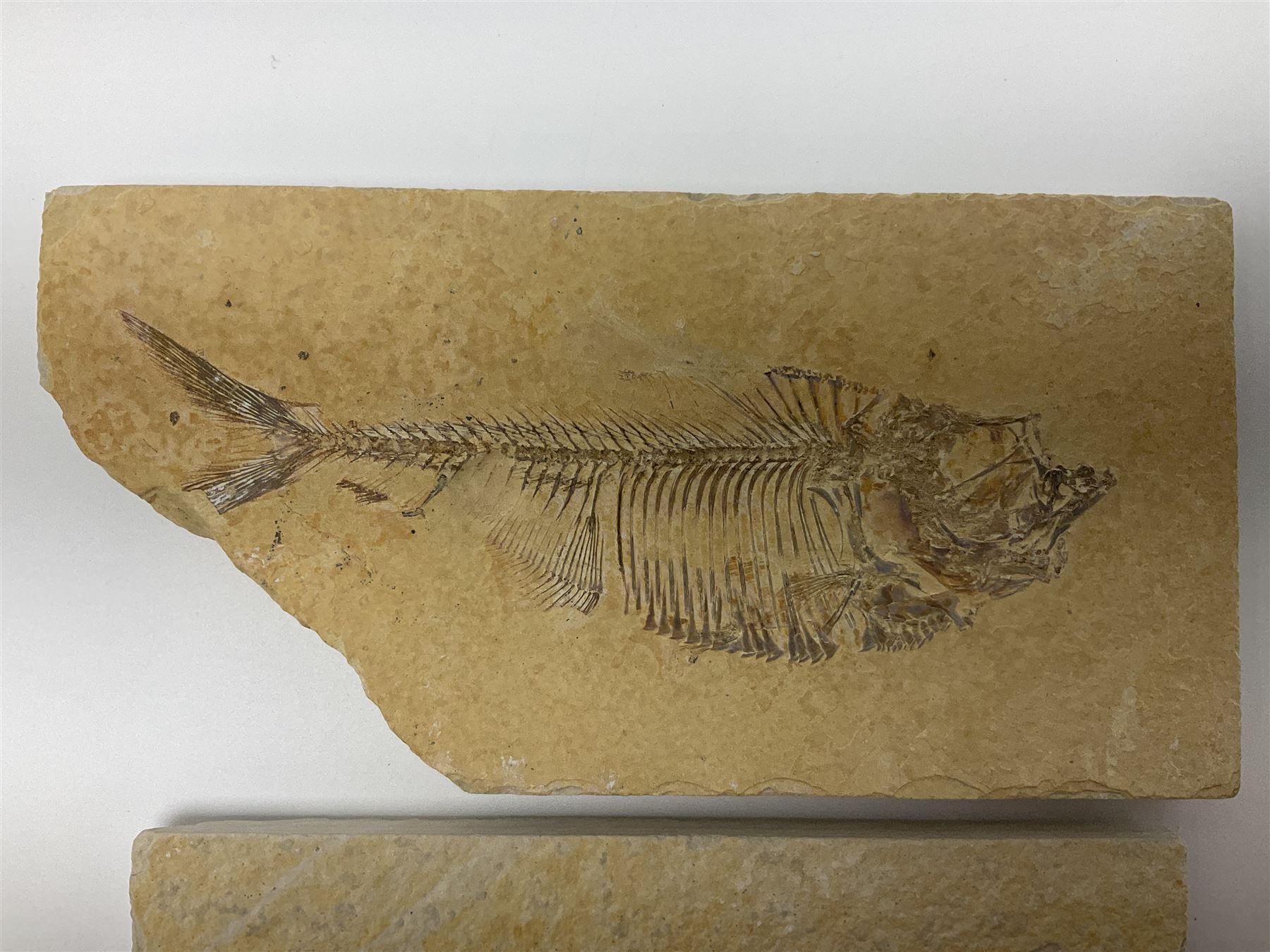 Two fossilised fish (Knightia alta) each in an individual matrix, age; Eocene period, location; Green River Formation, Wyoming, USA, largest matrix H8cm, L16cm