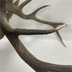 Taxidermy: Red Deer (Cervus elaphus), adult male imperial stag shoulder mount looking straight ahead, ten point antlers, mounted upon a shaped wooden shield, D65cm