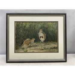 Mary Dawson Elwell (British 1874-1952): Pair of Partridge and Chicks, watercolour unsigned 22cm x 31cm
Provenance: given by the artist to Hilda Mary Voase (1881-1981) of Red House Farm. North Newbald who nursed both Mary and Fred Elwell towards the end of their lives; then by descent to Hilda's great nephew James (Jim) A E Wick of Walkington, Beverley; Dee Atkinson & Harrison, Driffield 28th November 2008, Lot 525 