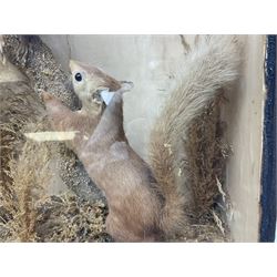 Taxidermy: Cased pair of Red Squirrels (Sciurus vulgaris), pair of full mount adults, both climbing a small cut tree stump, in a naturalistic setting, encased within a ebonised single pane display case, H45cm, L39cm
