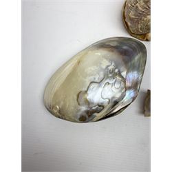 Carved oyster shell depicting tahiti, together with half a clam shell and other shells 