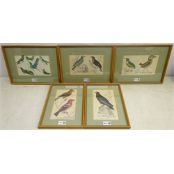 Ornithological Studies, five hand-coloured engravings c.1856 from Oliver Goldsmith's 'A History of the Earth, and Animated Nature' 22cm x 13cm (5)