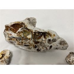 Large collection of Agatized Coral, largest H11cm (12)