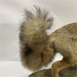 Taxidermy: European Red Fox (Vulpes vulpes), full mount adult on open display with standing alert with ears forward front paw raised, upon a naturalist base, H62cm, L78cm