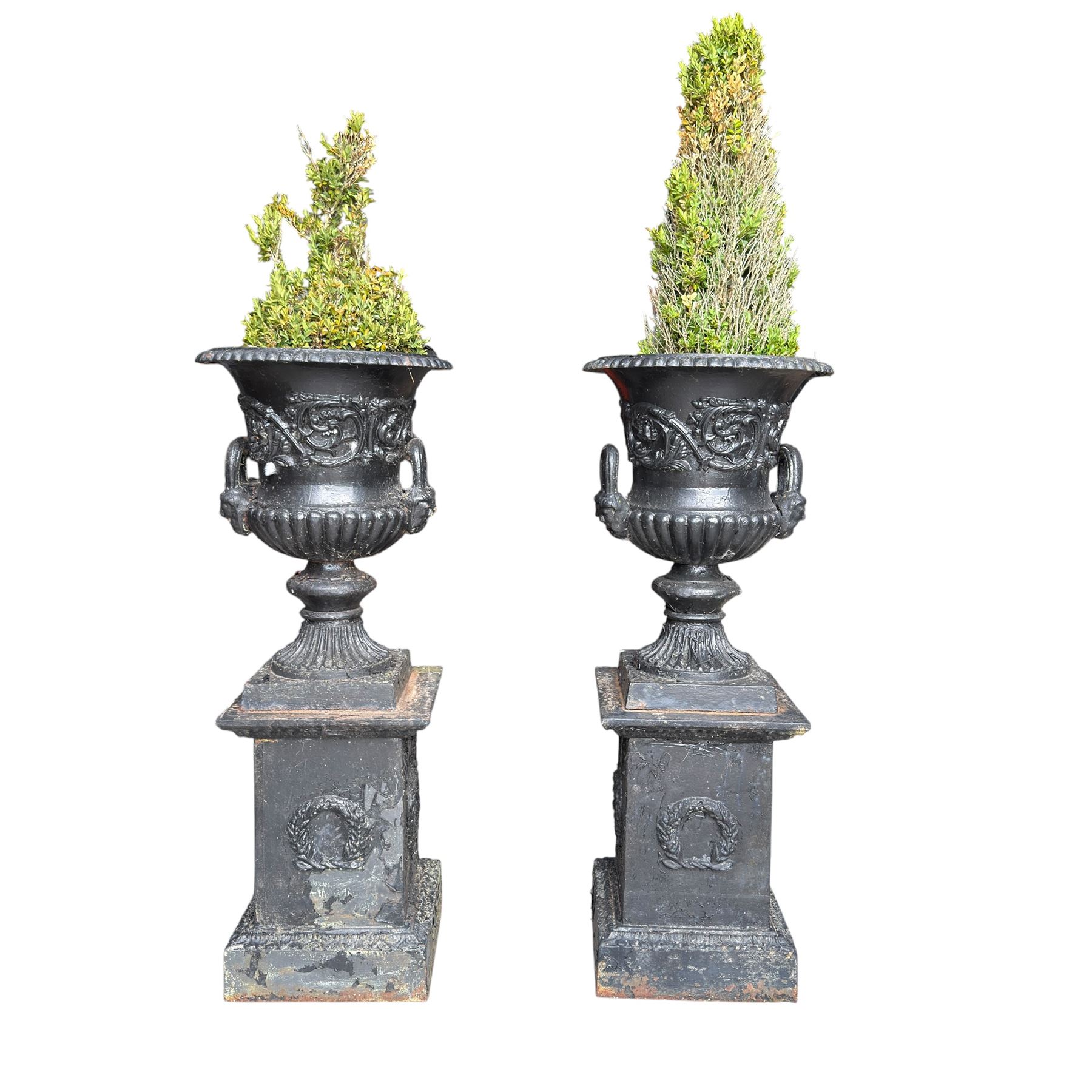 Pair of Victorian cast iron campana form garden urns, the gadrooned flared edge over a scrolling acanthus relief body, with twin male mask handles to each side, over a lobed underbelly with fluted socle, the rectangular pedestals with relief floral garlands and stepped base, in rustic black-painted finish, planted