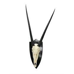 Antlers/Horns: Gemsbok Oryx (Oryx gazella gazella), pair of oryx curved horns on partial skull, mounted on an ebonised shield, H130cm