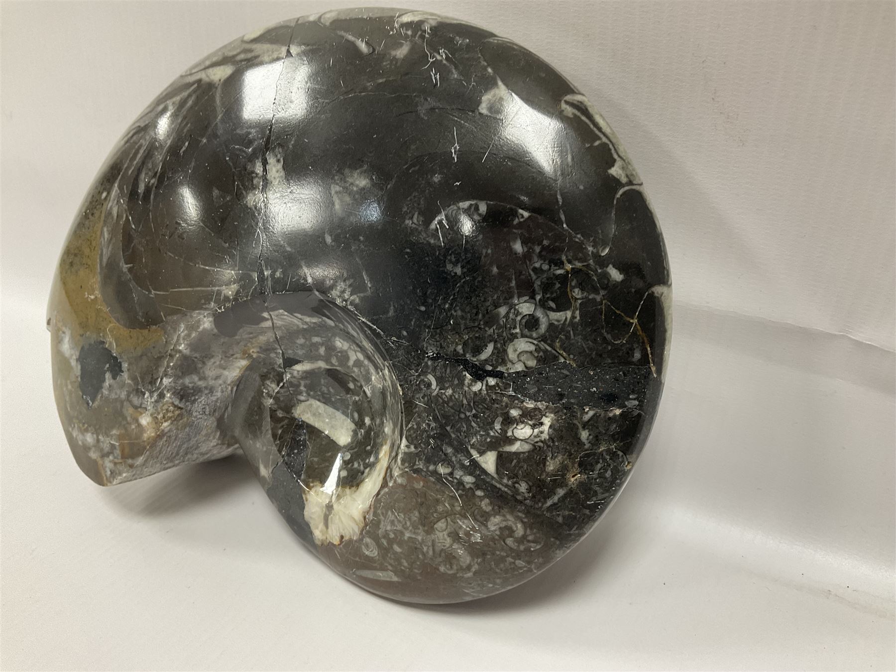 Large polished goniatite, age Devonian period, location Morocco, H16cm, L22cm