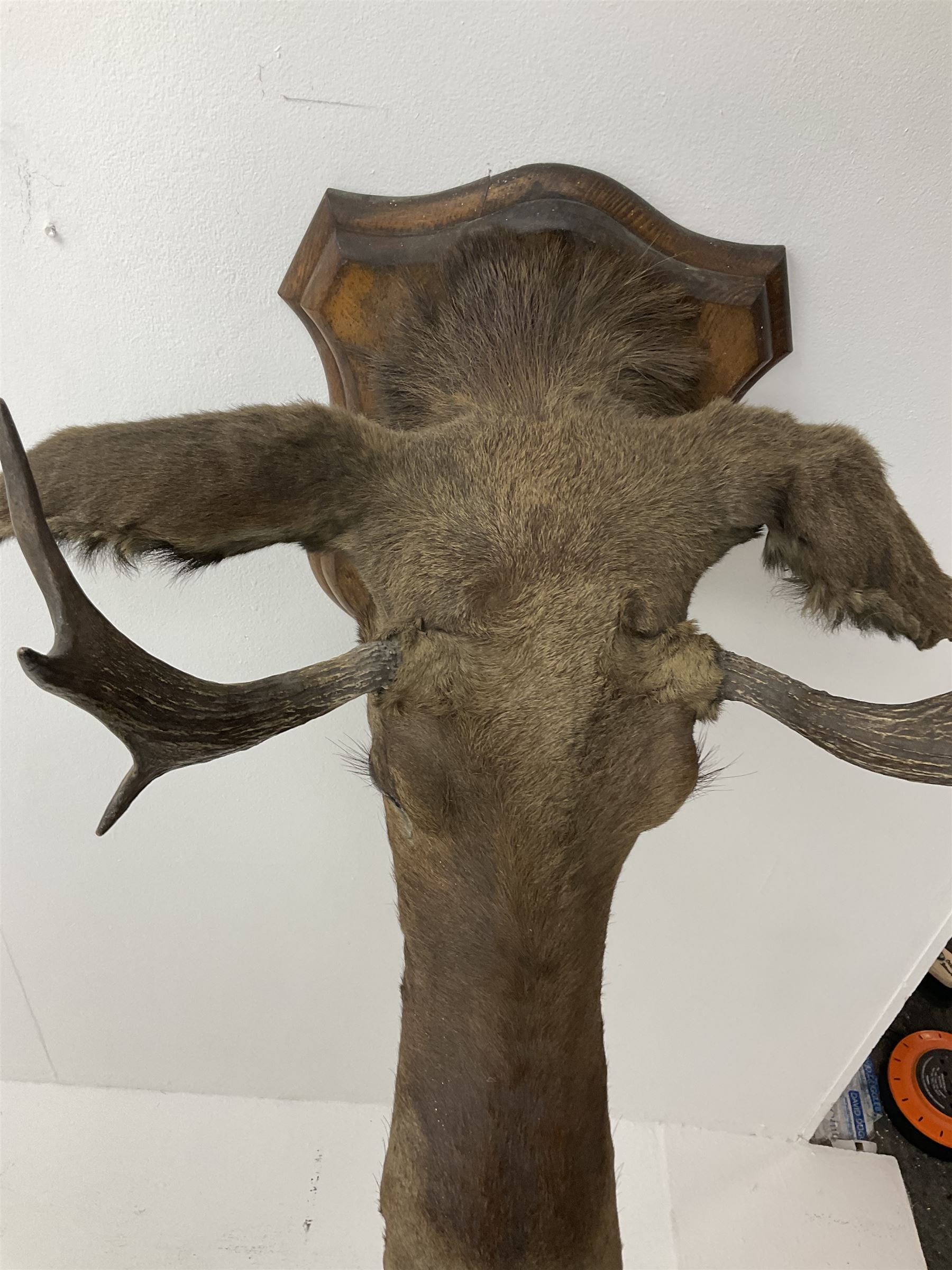 Taxidermy: European Moose (Alces alces), circa September 25th 1876, Norway, young adult male head mount looking straight ahead, mounted upon a wooden double shield, bearing copper shield 'Elk, Norway, A.H.P, Sept 25th 1876'', mount H54.5cm W42.5m, this moose is from the historical collection at Hodnet Hall in Shropshire, home of the Heber family for generations.