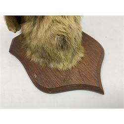 Taxidermy; Red fox mask (Vulpes vulpes), with mouth agape bearing teeth and ears back, mounted upon oak shield