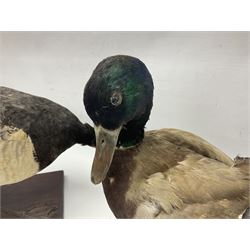 Taxidermy; Barnacle goose (Branta leucopsis), full adult mount, upon a rectangular base, together with Mallard (Anas platyrhynchos), full mount drake, upon an oval base, goose H28cm