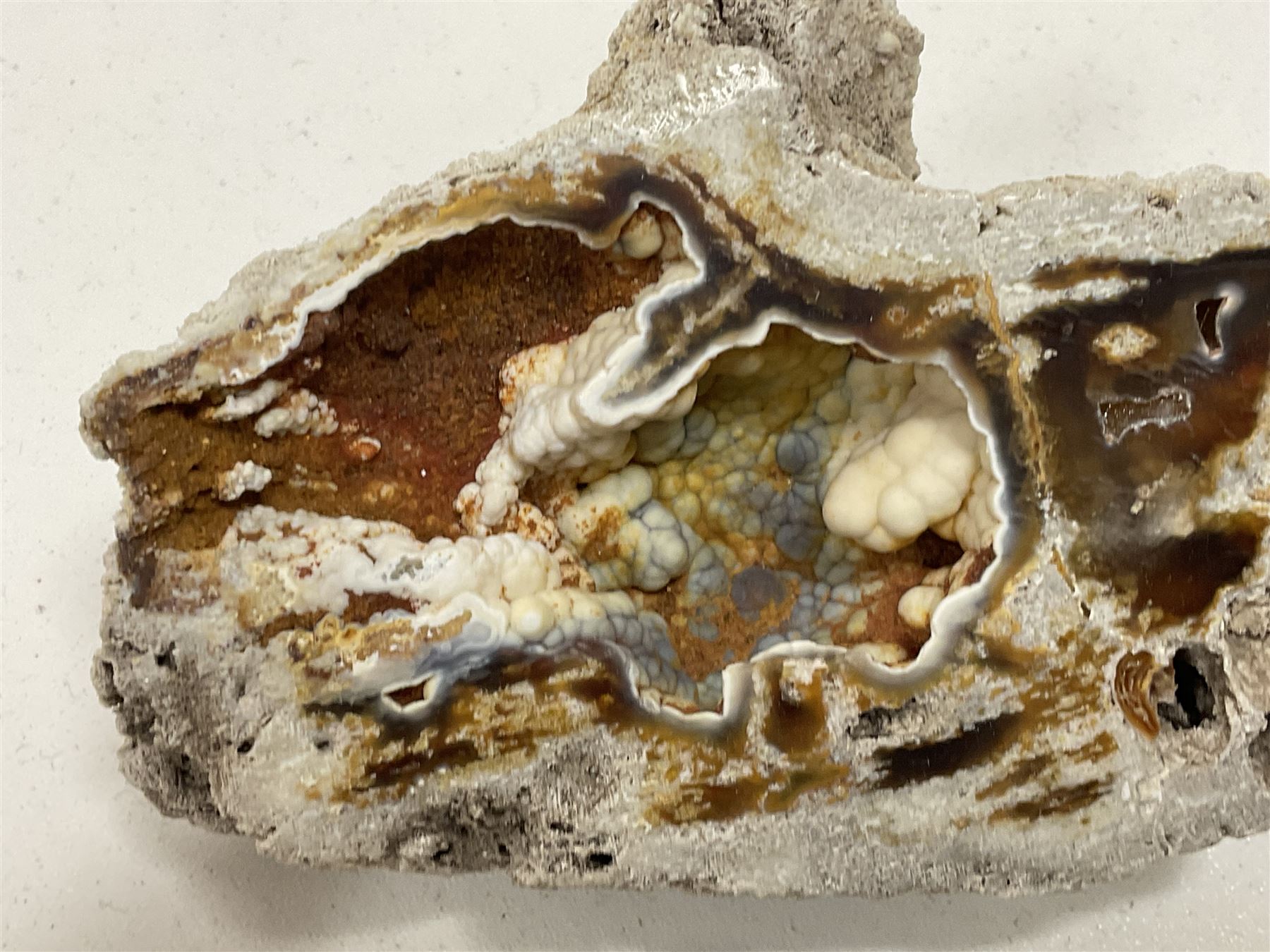 Large collection of Agatized Coral, largest H11cm (12)